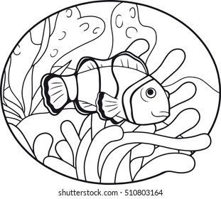 clown fish
