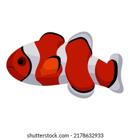 Clown fish aquarium water animal nature and vector underwater aquatic art. Tropical illustration fish with tail and fin. Beautiful decorative multicolored pet drawing and ichthyology coral reef