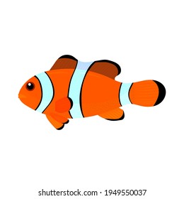 Clown Fish Drawing, Vector Illustration