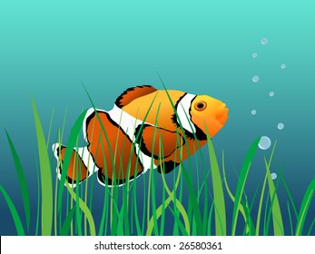 Clown fish illustrated