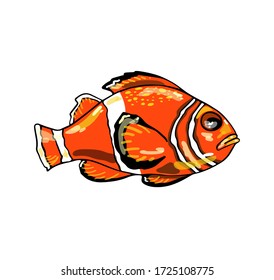 Clown fish isolated on a white background. Exotic fish. Vector illustration.