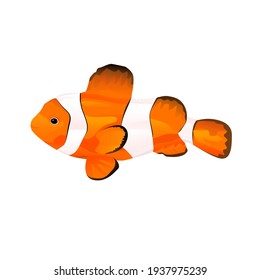 Clown fish isolated on white background. Vector illustration of aquatic animals.