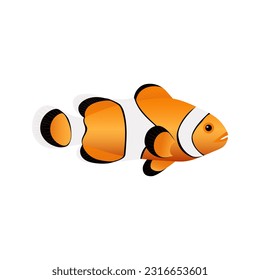 Clown fish isolated on white background. Cute print popular sea fish Amphiprion. Vector.