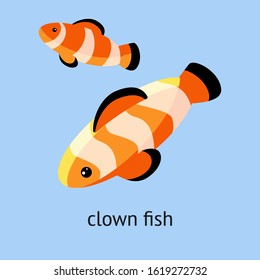 clown fish on the blue background. Vector illustration of reef fish, clown fish or anemone fish