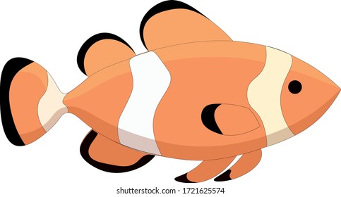 Clown fish vector graphic image
