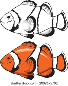 Clown fish vector illustration isolated on white background