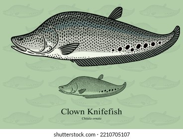 Clown Knifefish. Vector illustration with refined details and optimized stroke that allows the image to be used in small sizes (in packaging design, decoration, educational graphics, etc.)