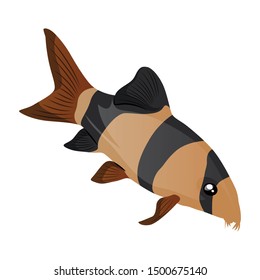 Clown Loach Fish Vector Illustration Isolated On White Background