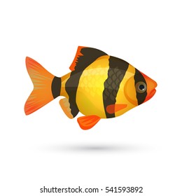 Clown loach tiger aquarium fish isolated on white. Botia catfish in yellow and black colors. Marine striped zebra fish. Close illustration of underwater marine inhabitant. Vector illustration