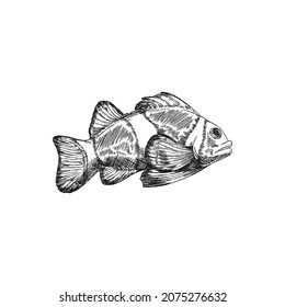 Clown reef fish, engraving hand drawn vector illustration isolated on white background. Sea or ocean coral reef fish monochrome etched style hand drawing.