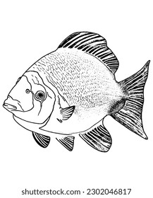 Clown trigger fish Coloring Page. Coloring Book. Coloring picture illustration