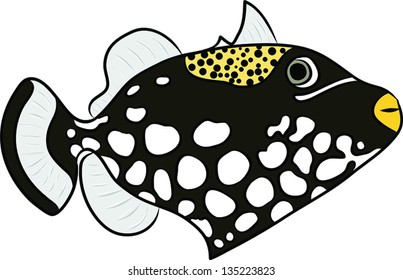 Clown Triggerfish