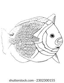 Clown Triggerfish Coloring Page Coloring Book Coloring Picture Illustration