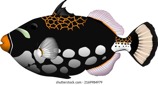 'Clown triggerfish' illustration. Vector EPS format.