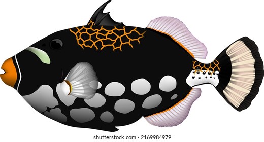 'Clown triggerfish (MONGARAKAWAHAGI)' illustration. Vector EPS format.