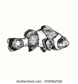 Clownfish or anemone fish Ocellaris clownfish, Amphiprion ocellaris side view. Ink black and white doodle drawing in woodcut outline style. Vector illustration