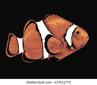 Clownfish - detailed vector art