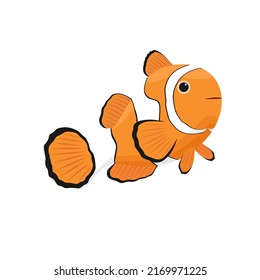 Clownfish isolated on white background, reef fish, vector illustration.