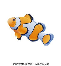 Clownfish in orange, dark purple, white and light blue colors.  Exotic tropical underwater creature. Aquarium fish realistic vector illustration in flat style, gradient. Isolated on white background.