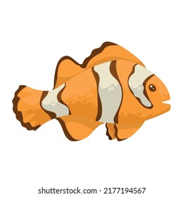 clownfish sealife animal fauna character