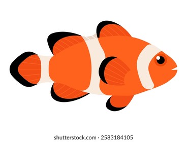 Clownfish, side view, ocean fish. Orange coral reef fish. Biological name - Amphiprion. Simplicity vector illustration, isolated on white background.