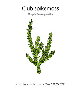 Club spikemoss or lesser clubmoss (Selaginella selaginoides), medicinal plant. Hand drawn botanical vector illustration