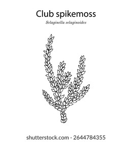 Clubes spikemoss ou clubmoss inferior (Selaginella selaginoides), planta medicinal. Ilustração vetorial botânica desenhada à mão