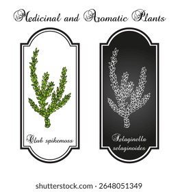 Clubes spikemoss ou clubmoss inferior (Selaginella selaginoides), planta medicinal. Ilustração vetorial botânica desenhada à mão