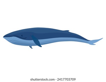 Ballena torpe, mamífero acuático. Increíble animal marino. Gráfica vectorial de dibujos animados. Ilustración de dibujo aislada sobre fondo blanco