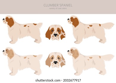 Clumber spaniel clipart. Different poses, coat colors set.  Vector illustration