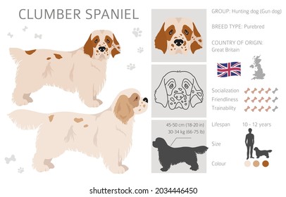 Clumber spaniel clipart. Different poses, coat colors set.  Vector illustration