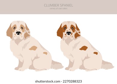 Clumber spaniel clipart. Different poses, coat colors set.  Vector illustration