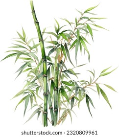 Clumping Bamboo Watercolor illustration. Hand drawn underwater element design. Artistic vector marine design element. Illustration for greeting cards, printing and other design projects.