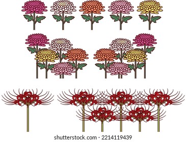 Cluster amaryllis and chrysanthemum illustration set