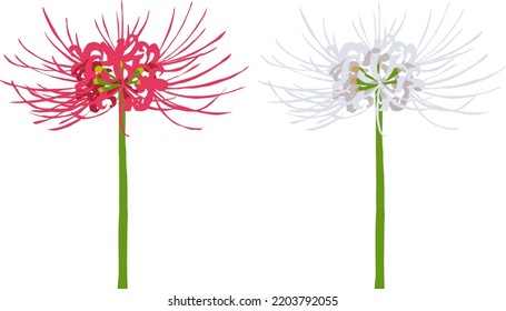 Cluster amaryllis simple handwritten style vector illustration