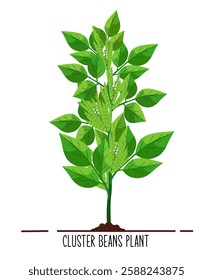 Cluster Beans Plant Illustration, Vegetable, Cluster Beans, Plant Vector