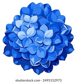 Eine Ansammlung blauer Hortensienblüten mit zahlreichen kleinen Blütenblättern, die vor einem weißen Hintergrund dargestellt werden