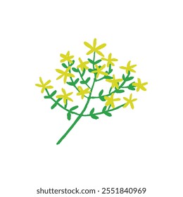 A cluster of bright yellow, star-shaped flowers on green, branching stems. The illustration captures a cheerful and organic botanical aesthetic.