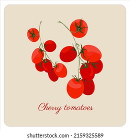 Cluster of cherry tomatoes. Botanical Gardening Illustration. Ketchup Logo or Vegetable Salad. Realistic Hand Drawn Vector Illustration. Cherry tomato vegetables.