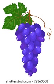 Cluster of dark blue grapes. Isolated on white. Vector illustration.