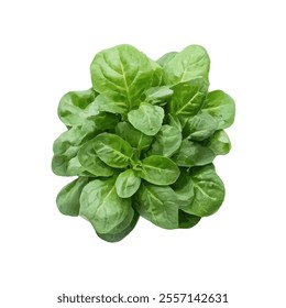 A cluster of fresh green lettuce leaves, ideal for salads and healthy dishes.