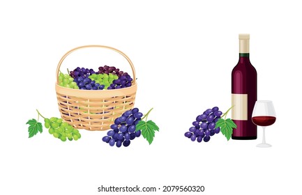 Cluster of Grape Gathered in Basket and Wine Bottle Vector Set