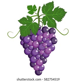 cluster of grape with purple leaves vector illustration