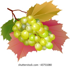 cluster of grapes with leaves