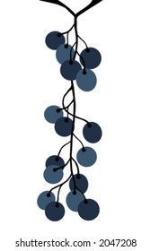 Cluster of grapes on the vine, white background, vector illustration
