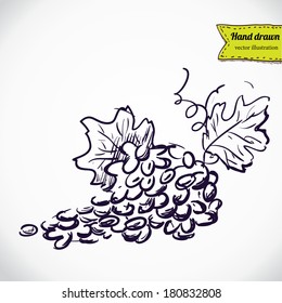 cluster of grapesvector sketchy illustration