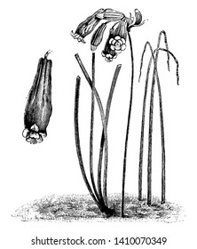 The cluster in many flowers with tabular. It has green strap-like leaves. The plant stem is straight and long, vintage line drawing or engraving illustration.