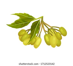 Cluster of Neem Fruits or Berries Hanging on Tree Branch Vector Illustration.