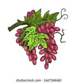 Cluster of red grapes with green leaves and vine in engraving realistic vintage style. Vector botanical illustration isolated on white. For logos, labels, menus, packages and prints.