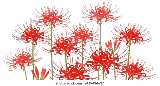 cluster of red spider lilies svg